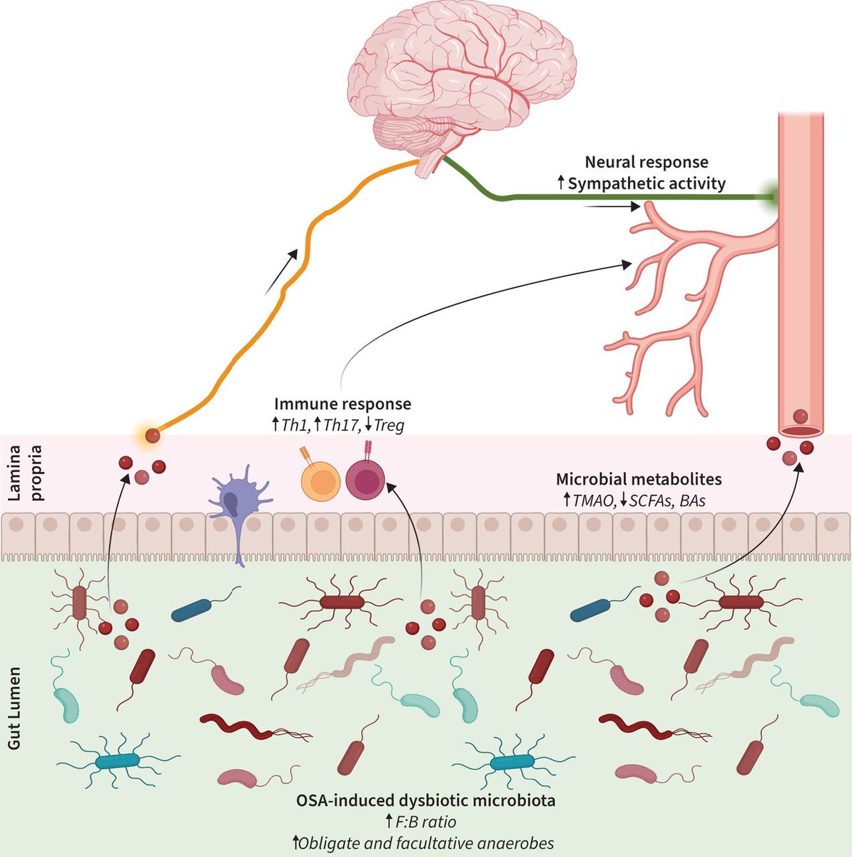 ERJ: Obstructive sleep apnoea (OSA) disrupts the gut microbiota, contributing to adverse cardiovascular effects. Clinical research on patients' gut microbiota may help in finding treatments preventing OSA-associated cardiovascular outcomes. bit.ly/3TygLl4