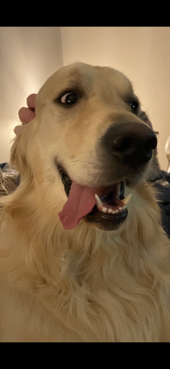 drivet1411's tweet photo. The creators of chaos π€£β€οΈ#dogsofftwitter https://t.co/B4c6Kl8xfb