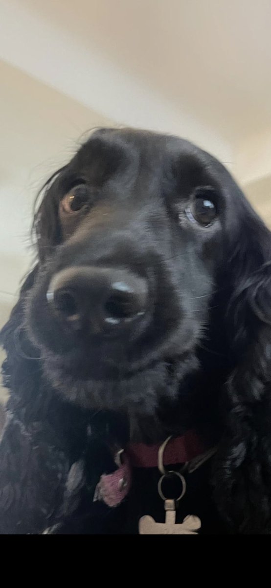 drivet1411's tweet photo. The creators of chaos π€£β€οΈ#dogsofftwitter https://t.co/B4c6Kl8xfb