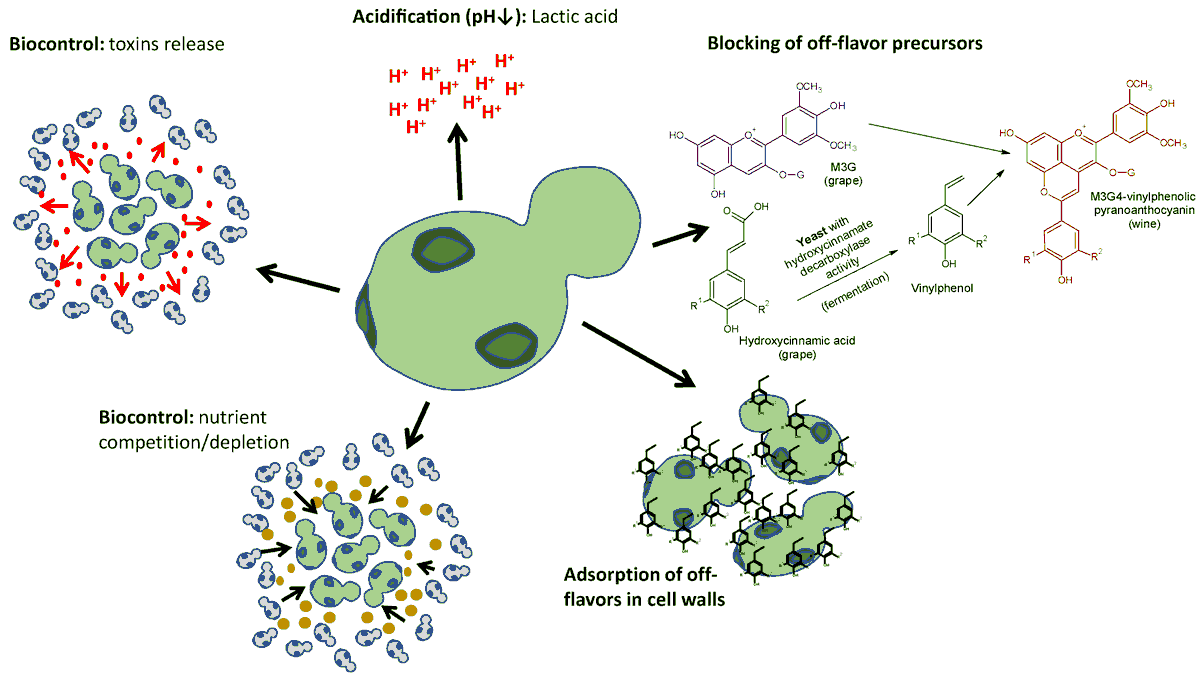 Molecules_MDPI's tweet photo. #HighlyCitedPaper #HighlyAccessedPaper
Title: Non-Saccharomyces as Biotools to Control the Production of Off-Flavors in Wines
By: Antonio Morata, et al.
๐https://t.co/okycpJZefz
๐#wineyeasts #non-Saccharomyces #off-smells #volatileacidity #ethylphenols #pyranoanthocyanins https://t.co/MSz8b5myN1
