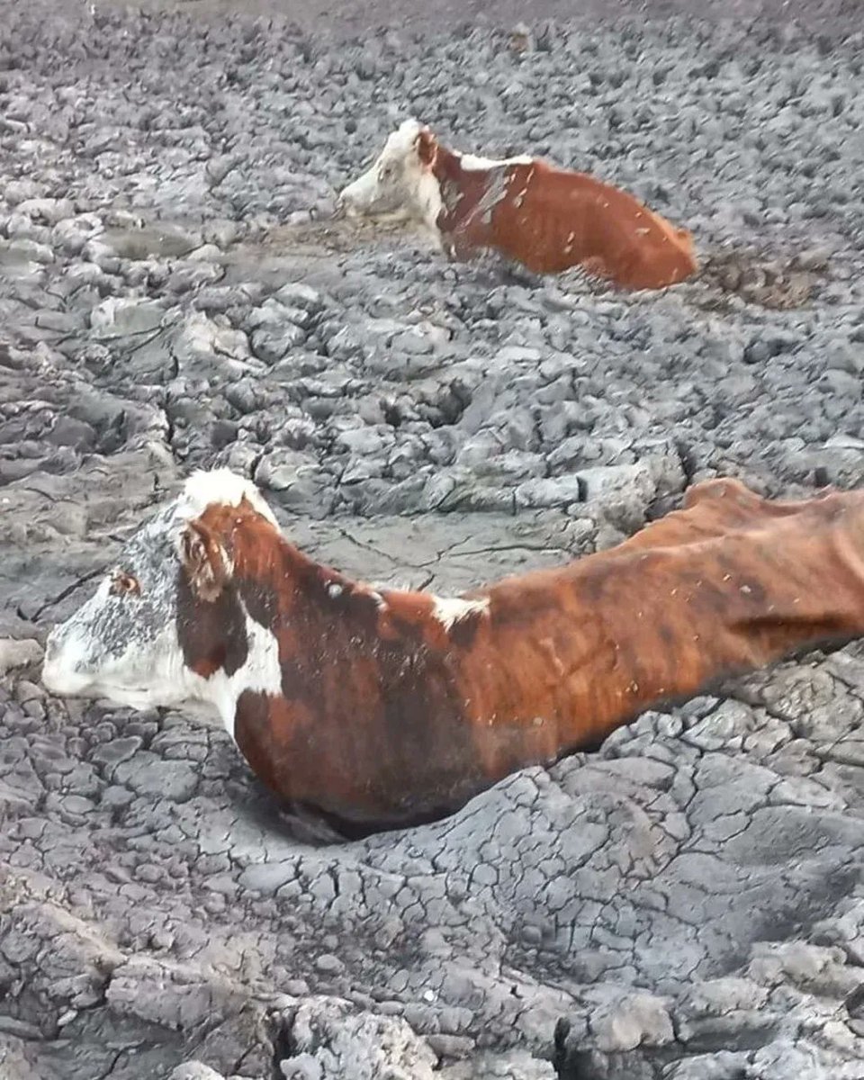 💔  Can you imagine how it would feel to die of thirst? 

Thousands of cows die in Argentina because of the continuing drought.

Climate change affects us all. Please act now by going vegan endorsing the Plant Based Treaty.

📸 via Voicot