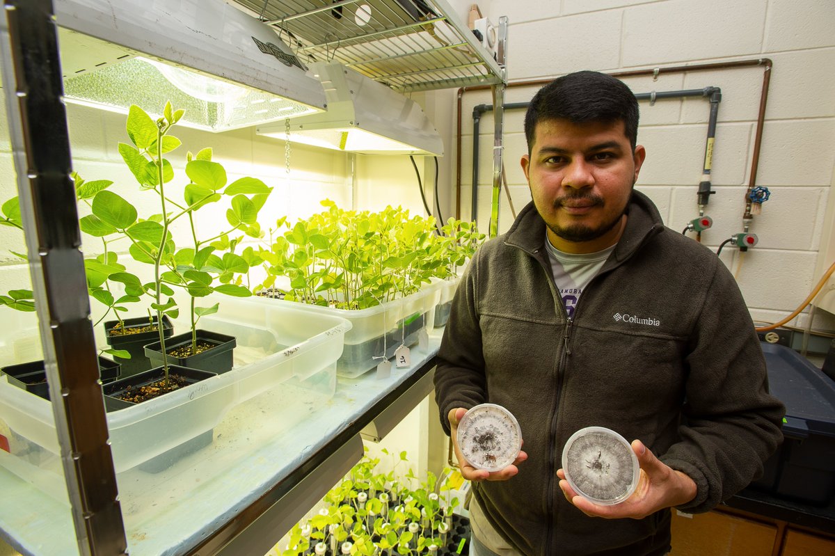 Plant Health Progress (@planthealthprog) on Twitter photo Are phytotoxic secondary metabolites produced by Xylaria necrophora responsible for the foliar symptoms associated with taproot decline of soybean? Find out in a new Editor’s Pick by <a href="/teddygofficial/">Teddy Garcia-Aroca, Ph.D.</a> and colleagues!
Open for a limited time: doi.org/10.1094/PHP-03… Are phytotoxic secondary metabolites produced by Xylaria necrophora responsible for the foliar symptoms associated with taproot decline of soybean? Find out in a new Editor’s Pick by <a href="/teddygofficial/">Teddy Garcia-Aroca, Ph.D.</a> and colleagues!
Open for a limited time: doi.org/10.1094/PHP-03…