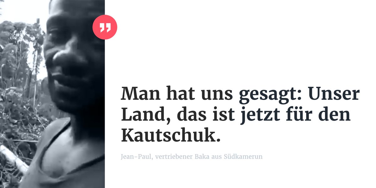 correctiv_org's tweet photo. Das indigene Volk der Baka schaut machtlos zu, wenn ihre Heimat für Profite mit Kautschuk zerstört wird. Seit Generationen ist der Regenwald ihre Lebensgrundlage. Ihr Land ist der Startpunkt einer #Lieferkette, die kaum kontrolliert wird. https://t.co/yvJuJ7cOcl https://t.co/MCBeTm4XKC