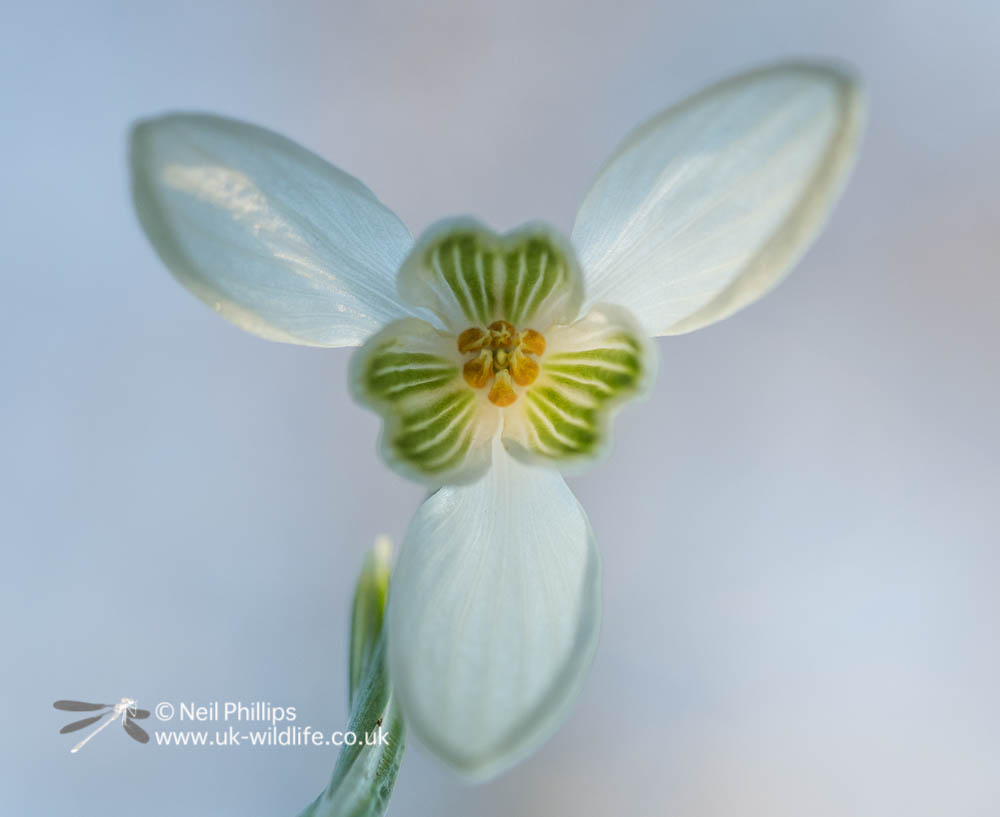 Our popular Snowdrop Open Days Start this weekend!
This year we have four days Sunday 29th January, 5th, 12th and 19th February. 10am - 3pm with hot drinks and homemade cakes on offer.