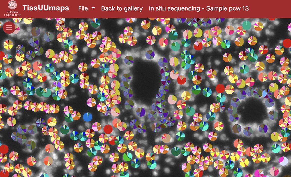 We're super proud to see the mapping of the human embryonic lung published in Nature Cell Biology (pubmed.ncbi.nlm.nih.gov/36646791/), with visualization powered by TissUUmaps (hdca-sweden.scilifelab.se/tissues-overvi…). Many thanks to the TM team!!!