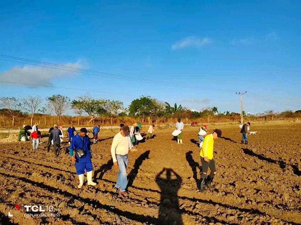 #Pescaspir dando su aporte en trabajo voluntario, impulsando la producción de alimentos en Sancti Spiritus. #INDUPIR, #ACUIZA seguro q vamos por masss.
#PescaPorCuba🦀🦞🐙
#JuntarYVencer 🇨🇺🇨🇺
#soberaniaalimentaria 🍅