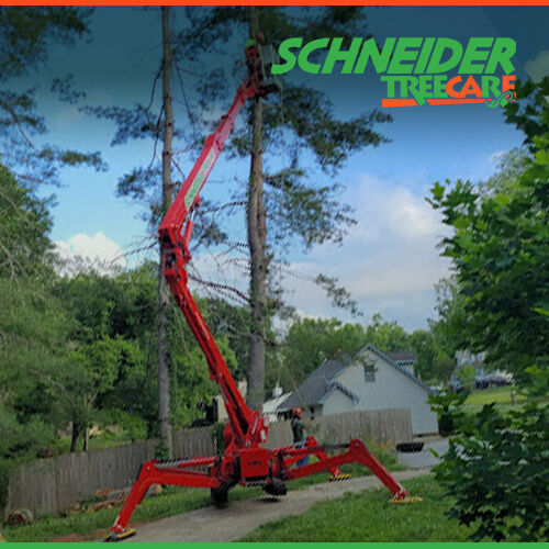 Thank you Ryan K for this amazing review! "These guys are the best. Was very pleased with their work. They know the most about trees and have the best prices." #SchneiderTreeCare #5StarReview #HappyClients