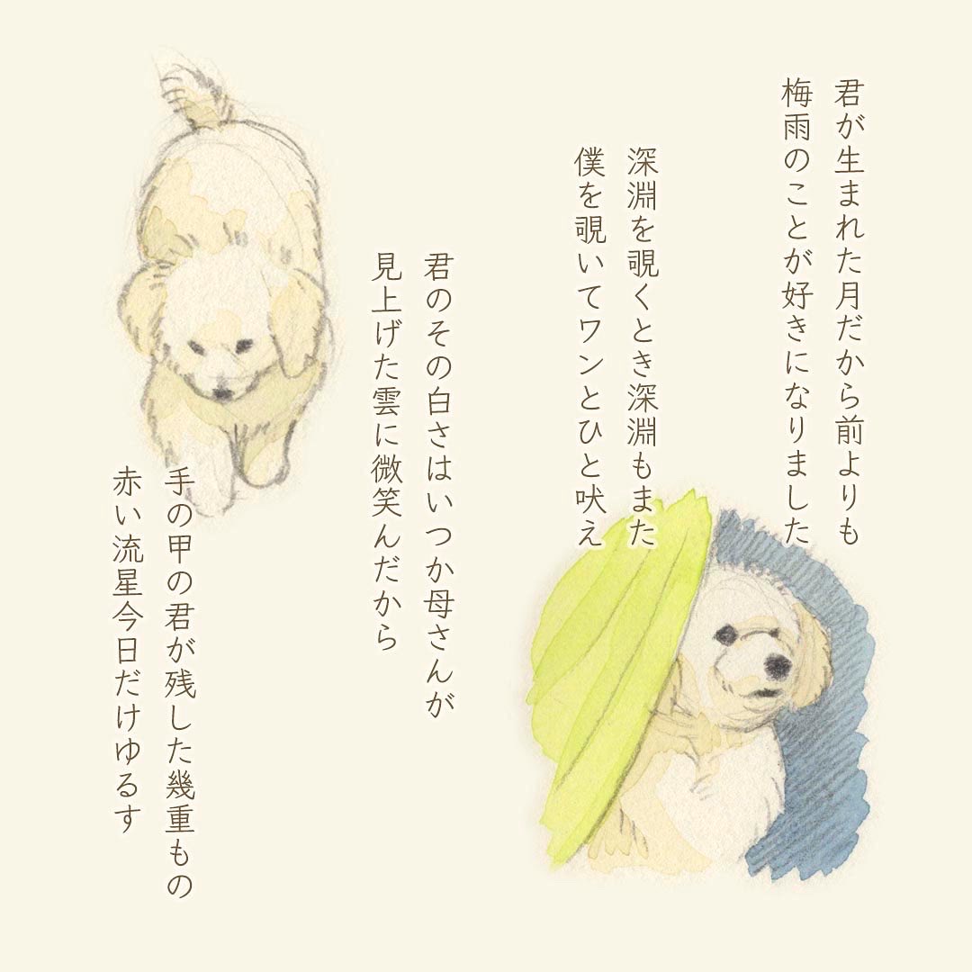 昨年の秋に実家に白い子犬が来たのですが、その子のゆるゆる短歌を作るのが最近のブームです。 