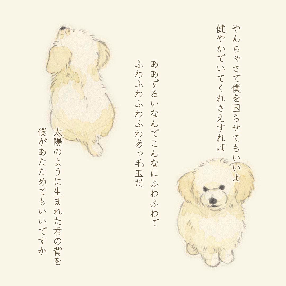 昨年の秋に実家に白い子犬が来たのですが、その子のゆるゆる短歌を作るのが最近のブームです。 