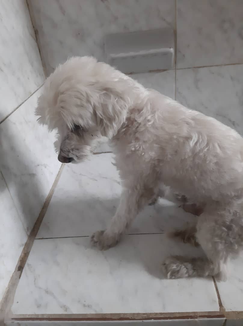 PerroUsuario's tweet photo. #EXTRAVIADO Caracas RT @maritesotelo: Este perrito lo conseguí x #SanBernardino, cerca del colegio Tirso de Molina el 19 de diciembre,estuvo muy enfermito ya esta recuperado x favor ayudame a difundir si alguien lo esta buscando ☎️ 04241745999 #Caracas https://t.co/ytJjCgGM9A