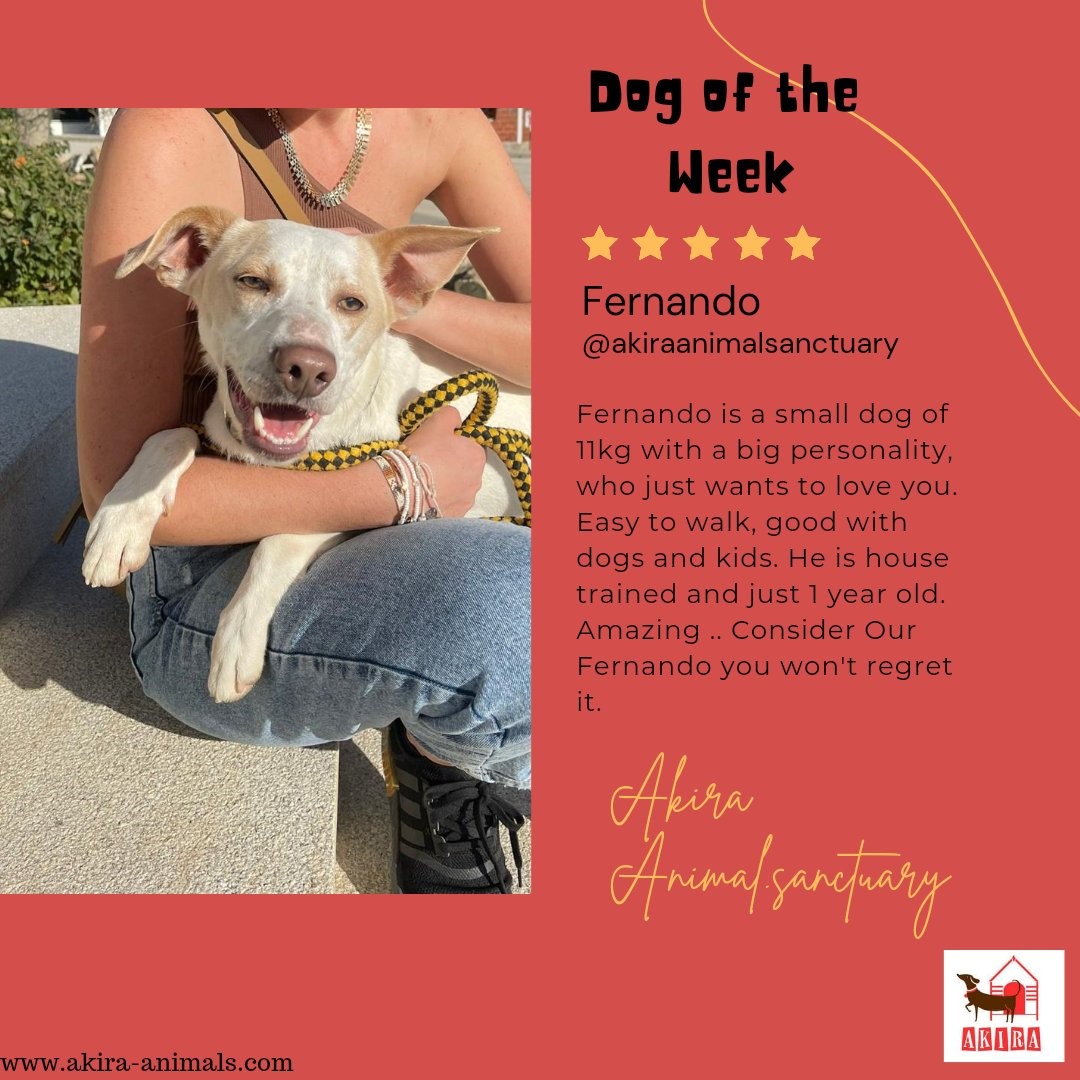🌟Fabulous Fernando🌟

Fernando is a small breed, &amp; 1 year old!

He is dog &amp; child friendly❤️He loves walking, is house trained &amp; is such a happy boy!! 

Can you give him a home 🏠?

<a href="/ShelterAkira/">Akira Animal Shelter</a>

#teamzay #rehomehour #dogsoftwitter