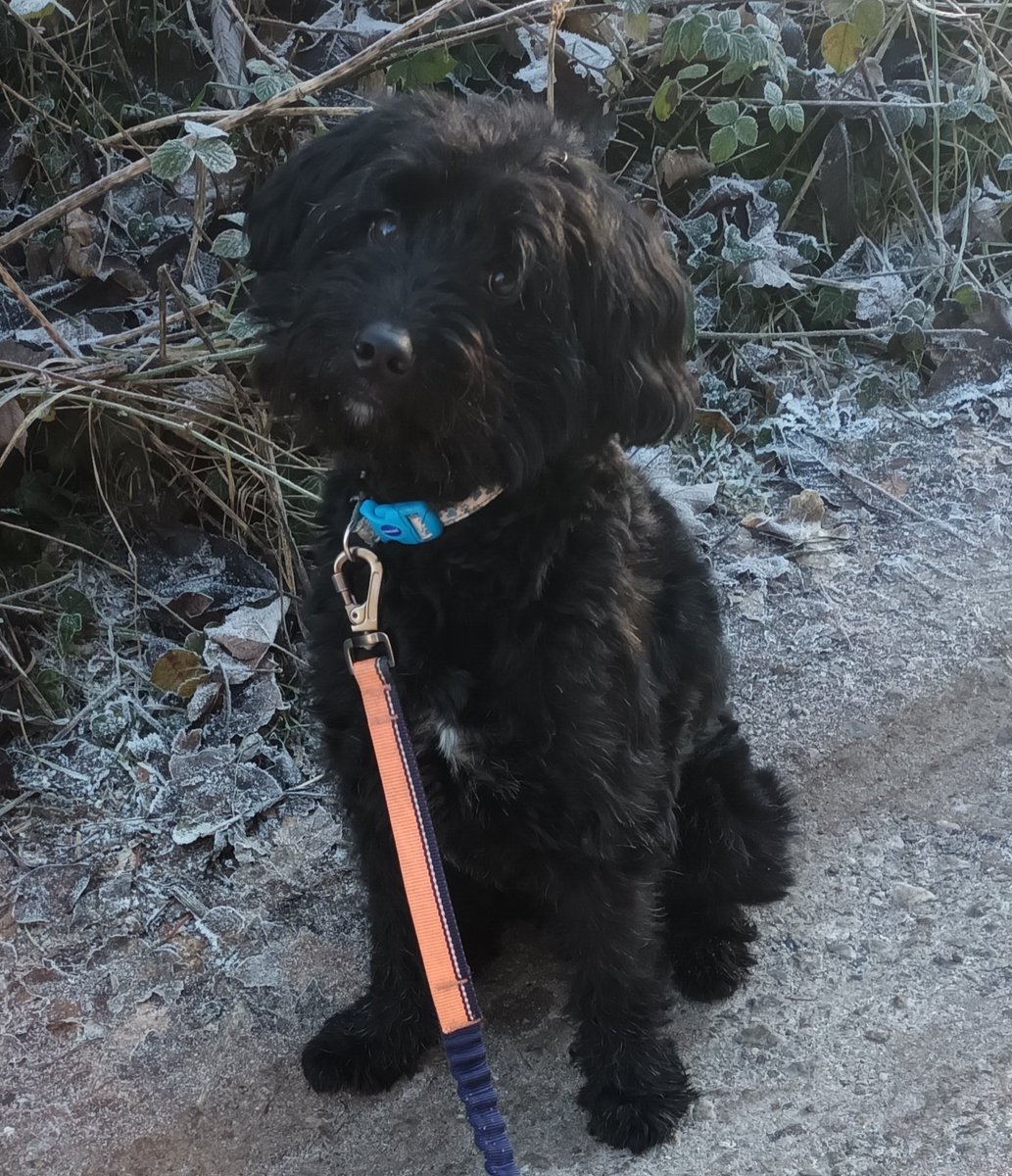 Lynn Towler tweet media