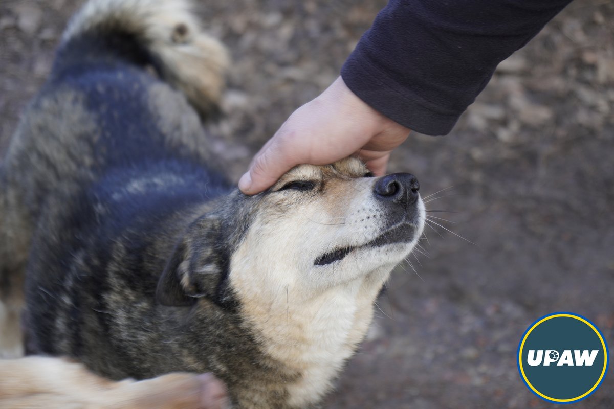 UPAW_Ukraine's tweet photo. What is animal welfare?
Today in Ukraine, it squeezed down to a minimum - to survive. To survive in winter or in hostilities. To have enough food and not die of infections or injuries.
And this is what UPAW is doing every day - giving a chance to survive.
https://t.co/elB8xor6j0 https://t.co/34bROYAT8i