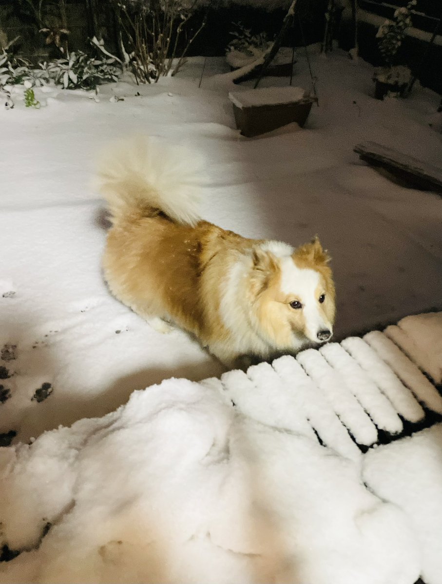 moca_wanco's tweet photo. 珍しく雪が積もってびっくり！

庭にはモカの足跡が……(笑) https://t.co/zZcilG0KhN