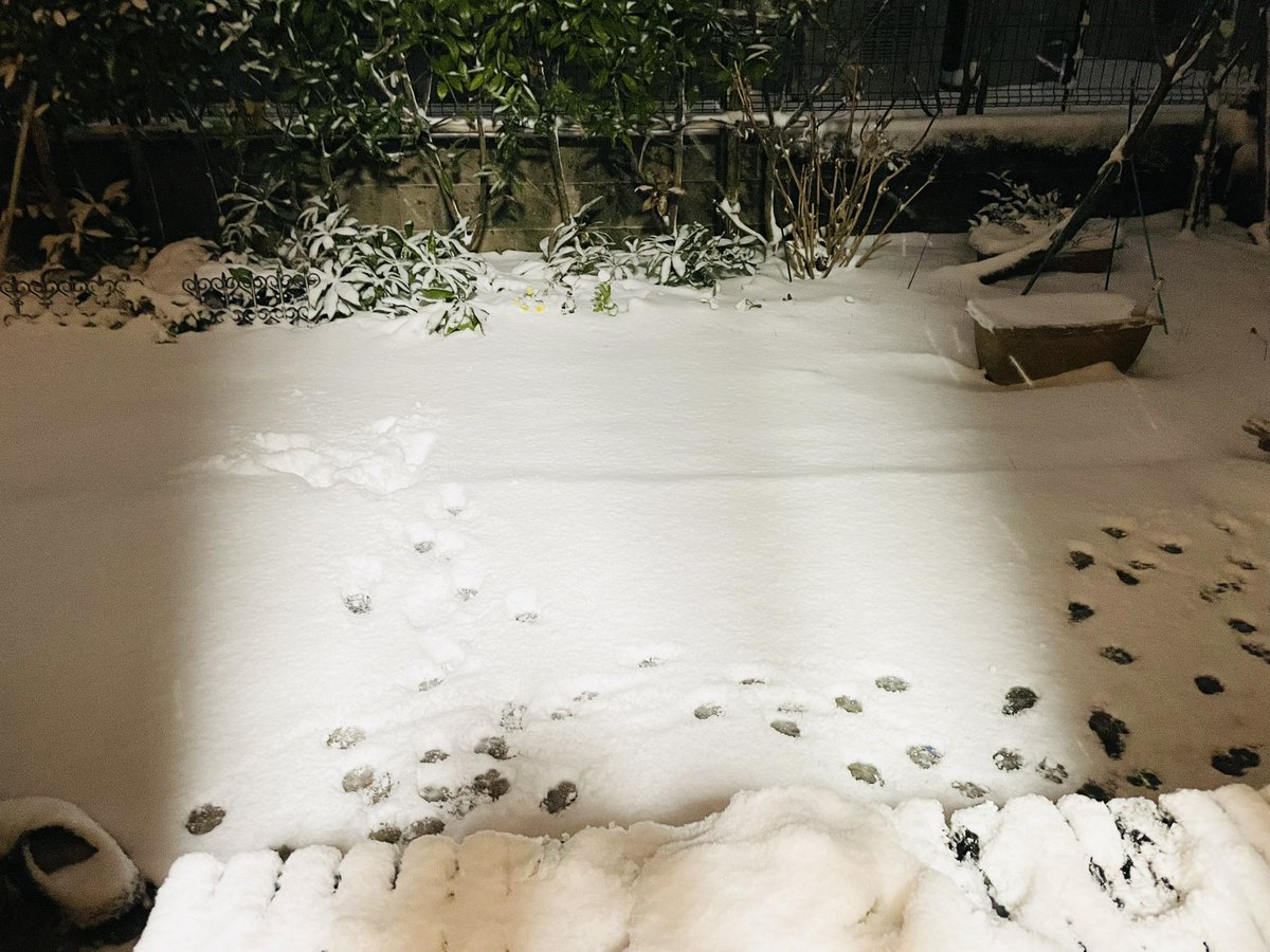 moca_wanco's tweet photo. 珍しく雪が積もってびっくり！

庭にはモカの足跡が……(笑) https://t.co/zZcilG0KhN