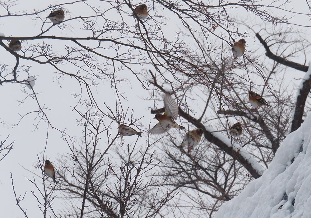 「歯医者に行くついでに雪が止んでたので岩手公園に寄ってみたらアトリの群れが居ました」|藤枝　とおるのイラスト