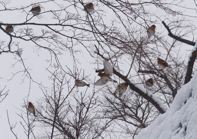 歯医者に行くついでに雪が止んでたので岩手公園に寄ってみたらアトリの群れが居ました!胸元のオレンジが可愛い 氷点下でも野鳥は逞しく生きている… 