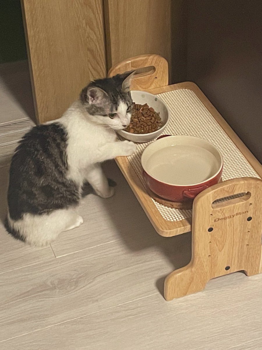 「これは立ち食いで先住猫のご飯を盗み食いするねこ(2日前にやってきた新入り) 」|てぃらのさうるす🏖のイラスト