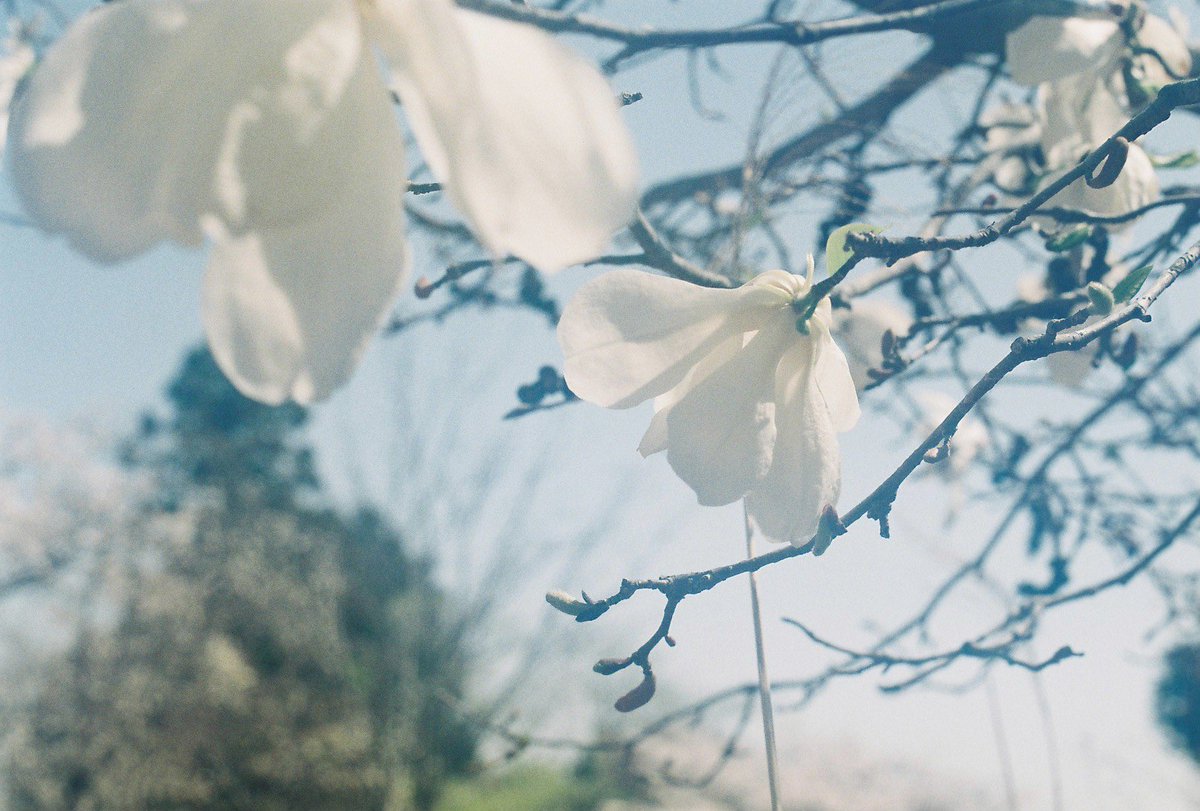 ZZZ_zkym's tweet photo. 風がうるさいし寒くてめげそうなので春の登山の写真。

#CanonAL1
#フィルムカメラ 
#filmphotography https://t.co/0StlgSO4cG