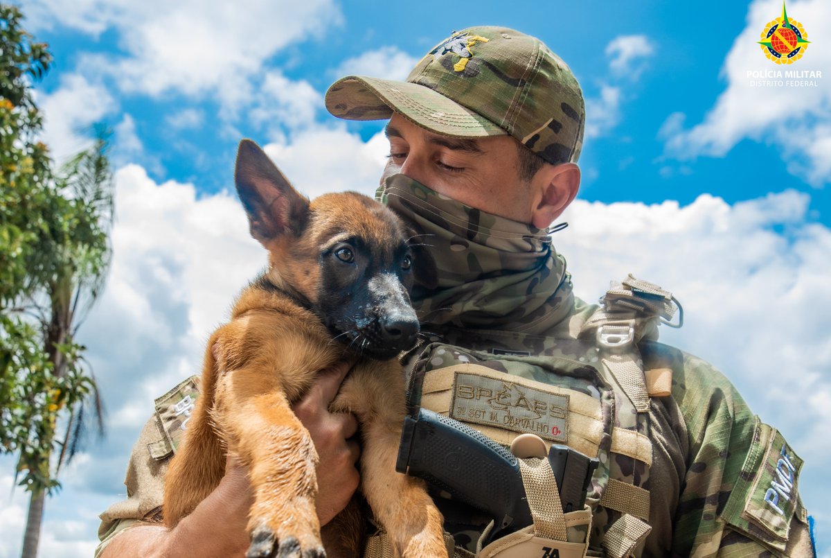 pmdfoficial's tweet photo. Junto a nós vive o cão #fiel e #amigo!
Batalhão de Policiamento com Cães da Polícia Militar do Distrito Federal 🐶🚨
PMDF - Muito mais que segurança
📷: Paulo Jamir
#PMDF #PoliciaMilitar #PoliciadeBrasilia #Police #caes #BPCAES #melhoramigo #policial #militar https://t.co/Dey7v3q2lj