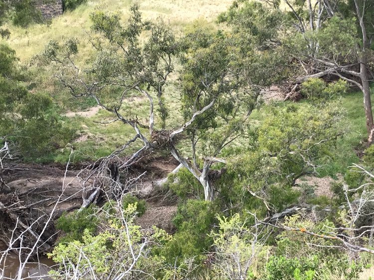 stephencurtain's tweet photo. Hanging out with @yarraeduofficer on the Maribyrnong’s wild side, listening to Country and, when it’s quiet enough, our own inner rhythms, quietened by Nature and the magical, timely appearance of Bunjil, wedge-tailed Eagle. How special it’s been...film to come. https://t.co/5Nn3tKjkZ9