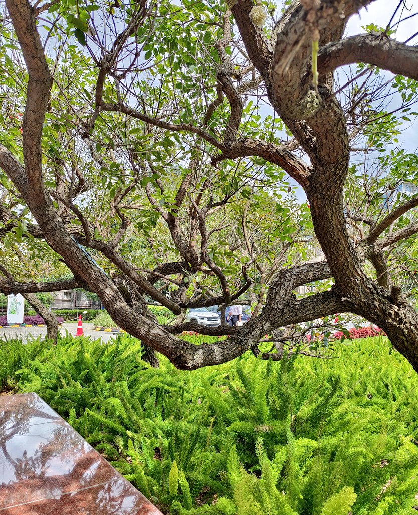 AbhyarthanaK's tweet image. Nature is magnificent, if you have the eyes 👀 to behold it . Somewhere in the office . #SAP #SAPLabs