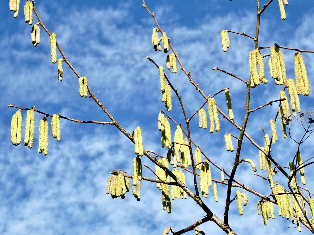 Katjes van de hazelaar. Nu al. 

#amsterdamsebos #amsterdam #amstelveen #boom #tree #vriendenamsterdamsebos #wordvriend