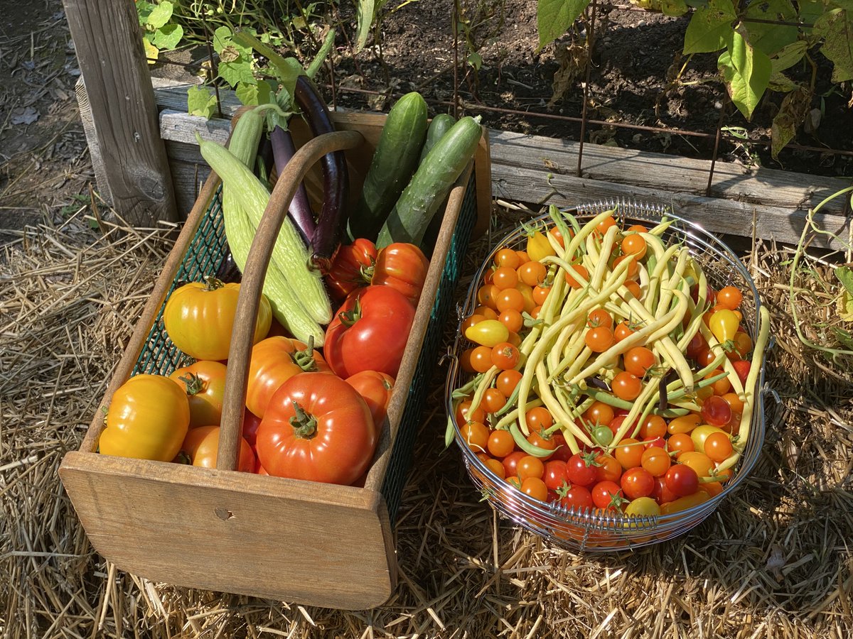 What are your 2023 garden goals? Mine are simple: to grow more food. I'm focusing on high-cost, high-yield crops like salad greens, tomatoes, peas, peppers &amp; herbs that are $ to buy, but easy to grow. Download my free guide on cost-effective crops here: courses.savvygardening.com/cost-effective…