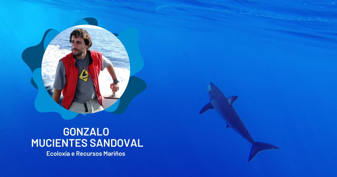 🥳 #TeseDoutoral |  26/01 | 11h

Énchenos de orgullo a próxima lectura de tese do noso compañeiro Gonzalo Mucientes (#ERM), este xoves, na <a href="/uvigo/">Universidade de Vigo</a>

📚 🦈"Historia vital, comportamiento espacial y conservación del marrajo azul (Isurus oxyrinchus)".