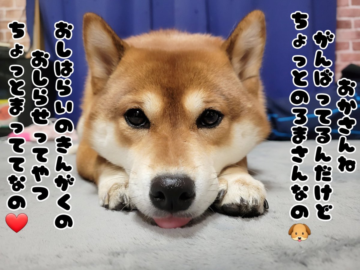 ho9to2's tweet photo. 小学校でのこと、自治会のこと…
ねねのパクられたチャリがなぜか小田原で見つかったこと…
諸々ありすぎて遅れてます😭

急ぐから待っててねん❤ https://t.co/AfFTJ8YyAn