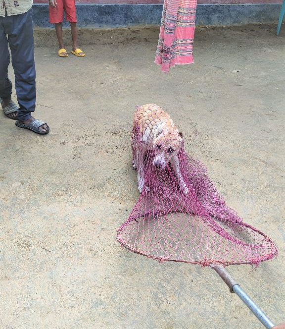 GroupMappers's tweet photo. The third round of mass dog vaccination is underway in Khulna, Jessore, and Narail as part of the National Rabies Control and Elimination Program.
GroupMappers has been providing assistance to this program.
#MDV #massdogvaccination #Groupmappers #Rabies https://t.co/WUqUr02gXE