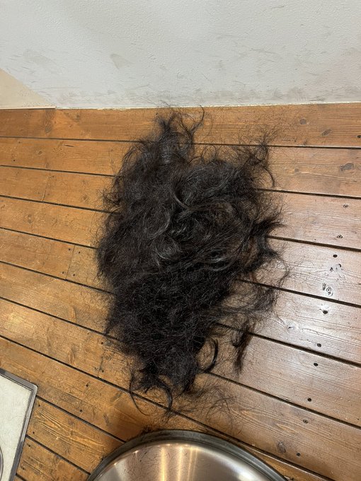 ワイ長毛種去勢おじさん、2年ぶりのイメチェンでバッサリ短くしたんだけど床に落ちてた毛の量すごくてイッヌをトリミングした後みたいになってた 