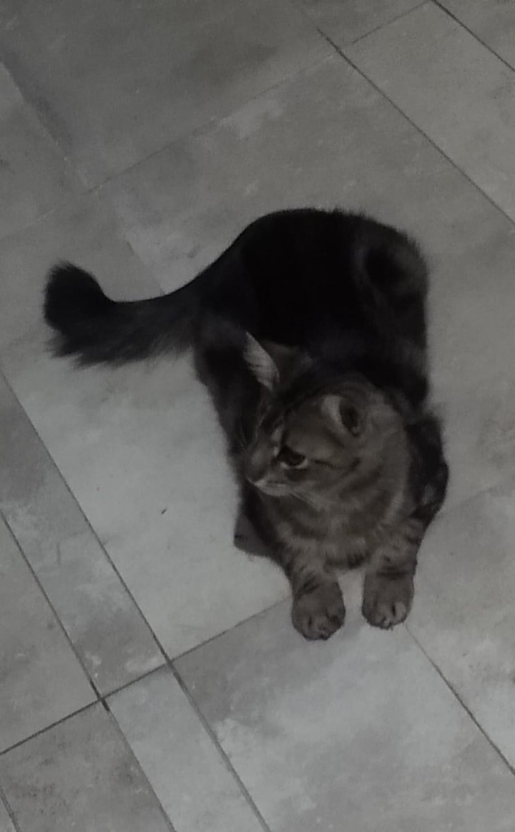 FacundQ's tweet photo. Se perdió este gatito (TERMAS DE RÍO HONDO), fue visto por última vez en:

- Uriarte entre Perón y Entre Ríos
- Perón entre Güemes y Uriarte

Le falta el ojo derecho, está bien alimentado y tiene mucho miedo (no se deja agarrar).

Si lo ven, retenerlo y comunicarse al: 3858514078 https://t.co/wwoWI1gCiF
