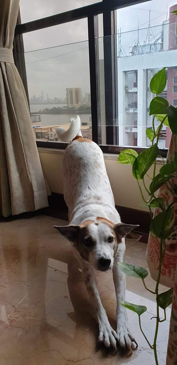 Ramesh Narayan tweet media