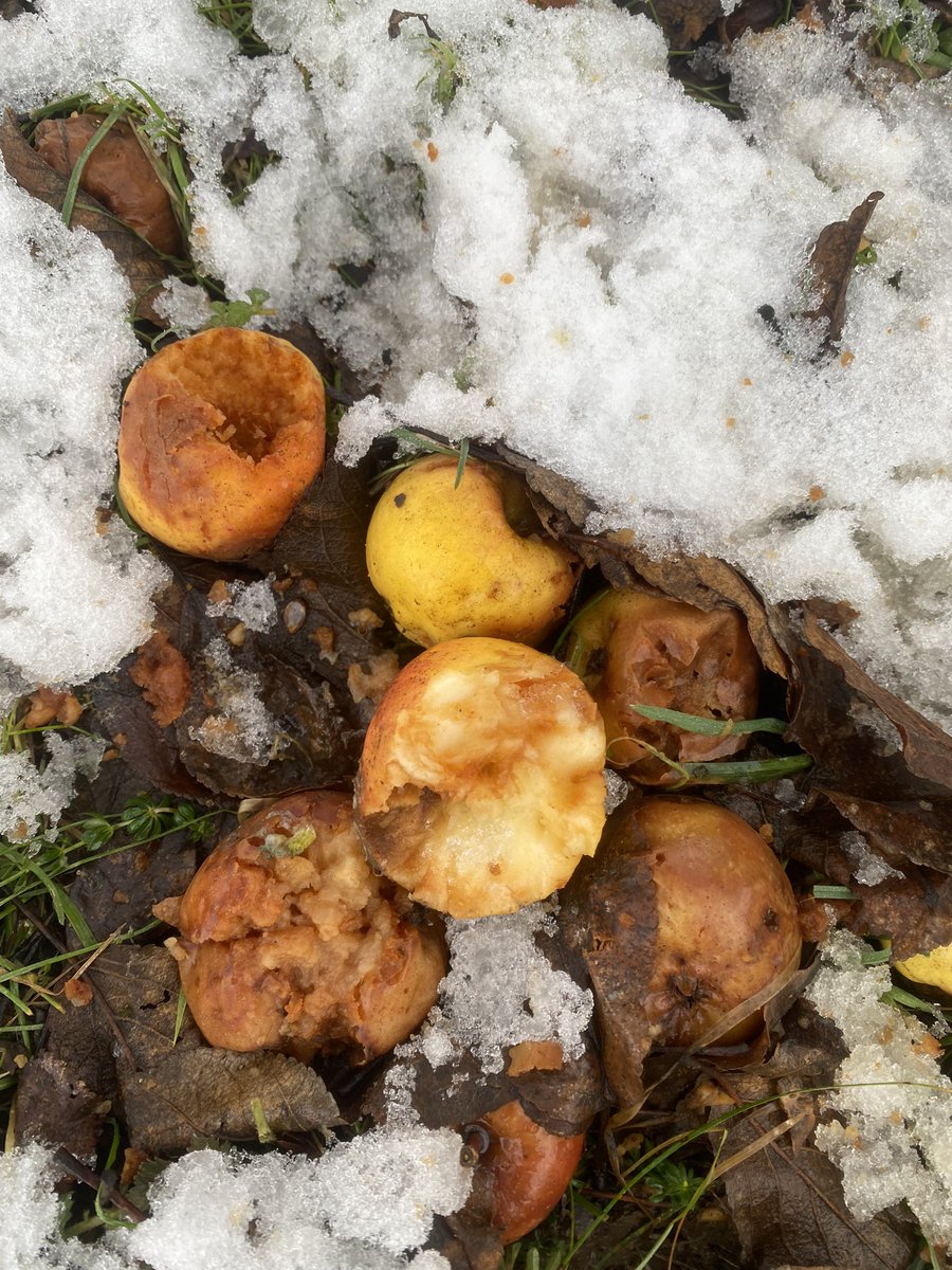 Wichtige Nahrungsquelle für unsere heimischen Vögel. Auf unseren Streuobstwiesen können sie sich satt fressen. Es gibt noch viele Äpfel. #Lebensraum #Winterfutter #Streuobst #Streuobstwiesen