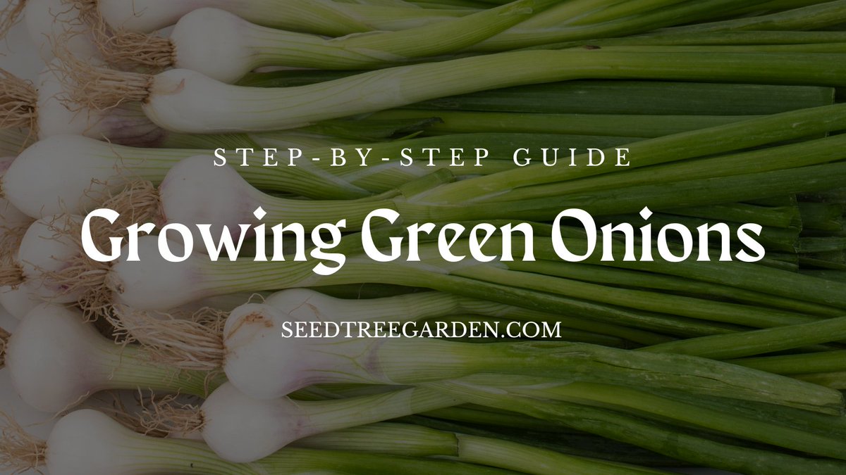 In this article, we’ll walk you through the green onion growing stages step-by-step, so you can get started on your journey today.
seedtreegarden.com/vegetable-herb…