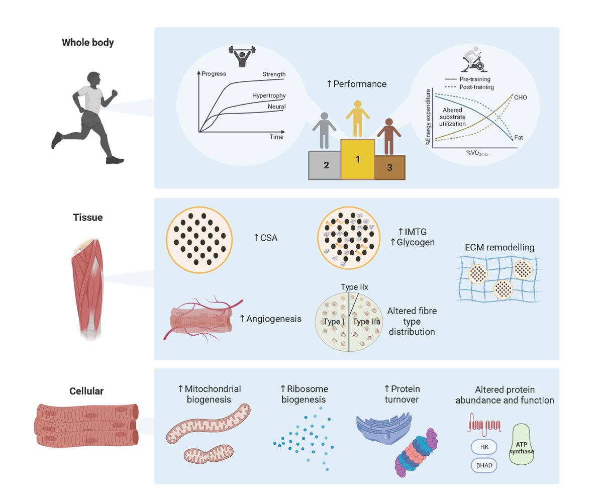 At Number 2 in the countdown of our most discussed articles of 2022:

Molecular Responses to Acute #Exercise and Their Relevance for Adaptations in #SkeletalMuscle to Exercise Training - ow.ly/wqM850MypFa

<a href="/DrAdamPSharples/">Adam Sharples Ph.D -Blue Sky🦋@profadamsharples</a> <a href="/nih_sognsvann/">Norges idrettshøgskole</a> <a href="/DCU/">Dublin City University</a>