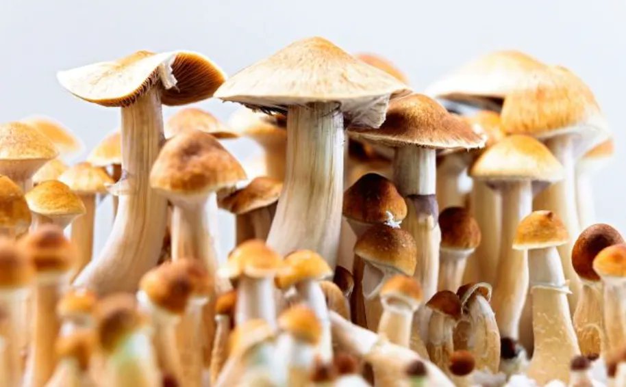 Arizona would spend $30 million researching psychedelic mushrooms as a treatment for numerous medical conditions under a bipartisan proposal in the state capitol.

buff.ly/3WqtaIZ