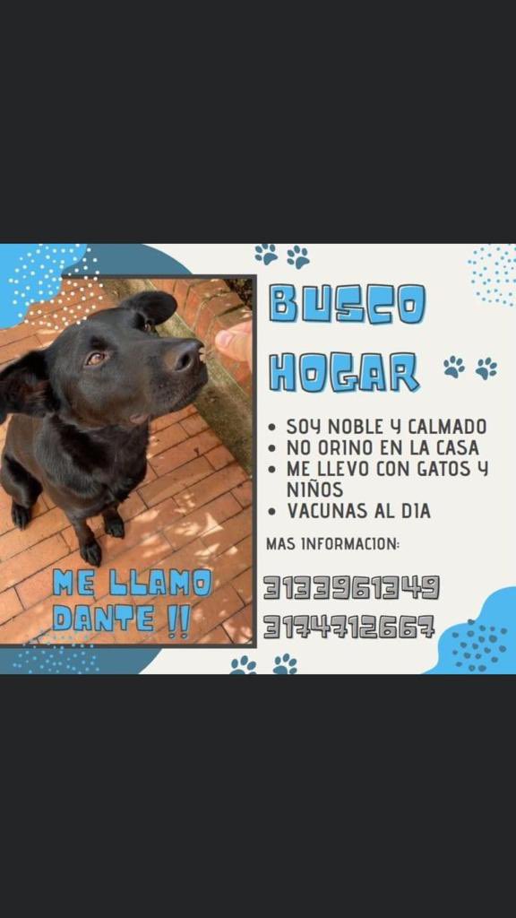 MisiaAiram's tweet image. Dante tiene 2 años, vive en Bogotá y está en busca de un hogar incondicional. Es muy juicioso y educado y ama compartir su vida con otros seres vivos. ¿Nos ayudas compartiendo?