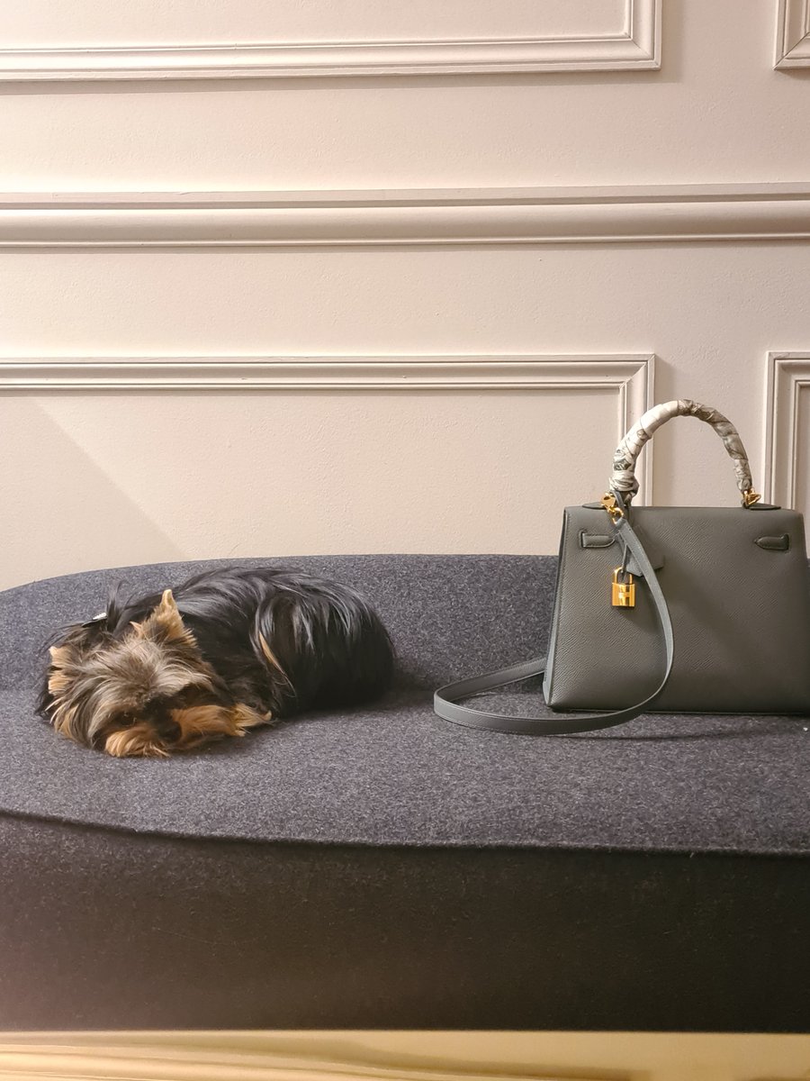 Un chien hyper #FashionWeek2023 gardant le #Hermès de sa patronne #ledetailquejaime #fashion #FashionWeek  @christiesparis #lecurieuxdesarts