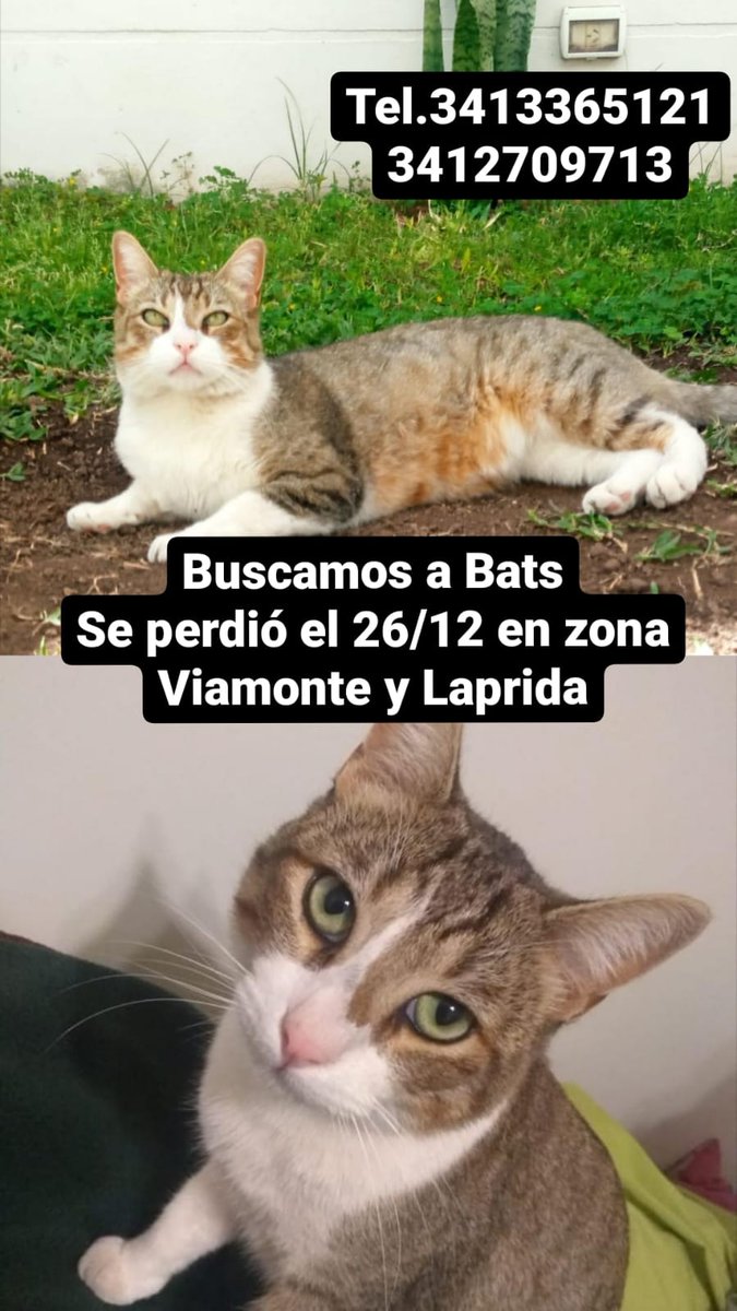 Te estoy esperando con tu platito de comida y tu caja favorita lista.
Por favor aparece.