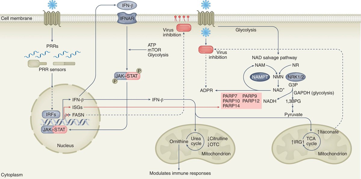 ImmunoMet's tweet image. We know of innate immune responses against infections.
What about "innate metabolic responses". This review discusses how "innate metabolic responses" modulate the natural course of viral infection.
@NatMetabolism
go.nature.com/3H1lGX7