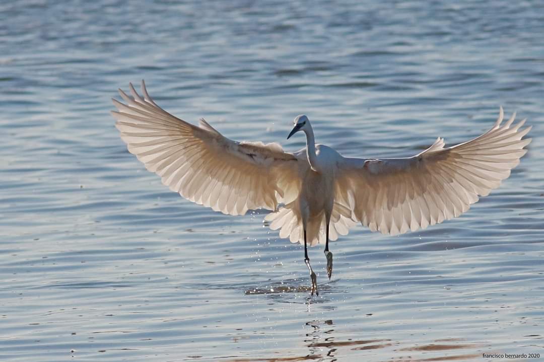 franois29481310's tweet photo. Garça-branca-pequena (Egretta garzetta)

Reserva Natural Local do Estuário do Douro.
Lavadores - Canidelo - Vila Nova de Gaia. #bird #wildlifenature #canonportugal #phonature #friendes #Canon #nature #portugal #oporto #travel #RNLED https://t.co/DUZFi9SAGO