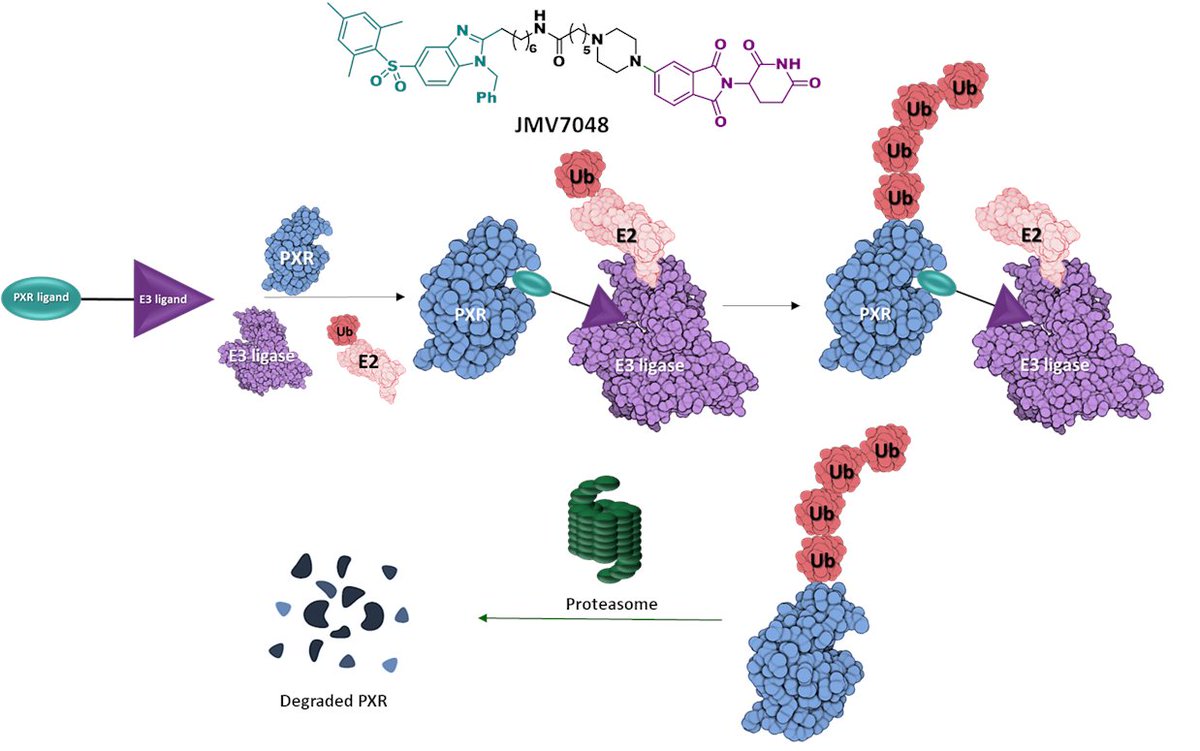 TeamPeptide's tweet image. A new #Protac degrader of the #PXR receptor has been developed in collaboration between our team at @IBMM_Balard and the IGF institute ! Lead compound 7048 degrades the PXR receptor in cellulo and in vivo, opening the way to fight cancer chemoresistance and recurrence !