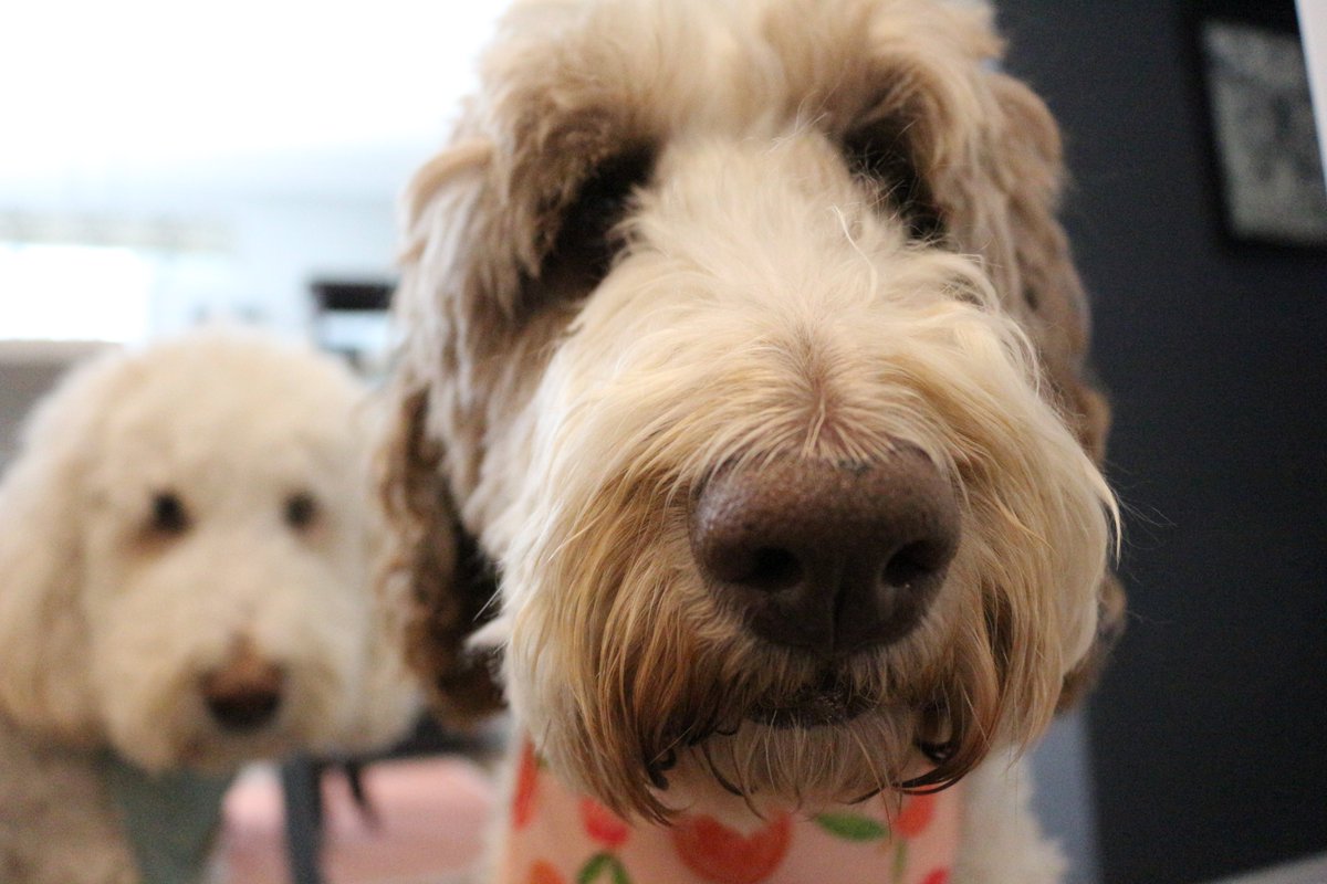 DoodleNessa's tweet photo. Good morning Train-wrecks...
it's National Compliment Day 🤭😁😚
#dogsoftwitter 
#DogsOnTwitter 
#NationalComplimentDay 
#TrainWrecksOfTwitter 
#AllAboard https://t.co/fbh2zHVD4l