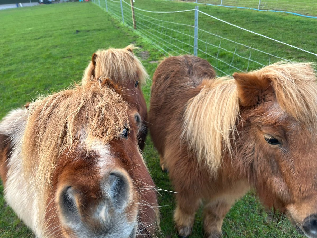 Move over, Kardashians, there's a new and cuter family in town! 

Meet Billy, Bonnie and Brookie our Shetland power trio. Bonnie (on the right) is the boss lady and wife to Billy (the patchwork one on the left) and their adorable Son Brookie (at the back) 

#cute #pony #shetland