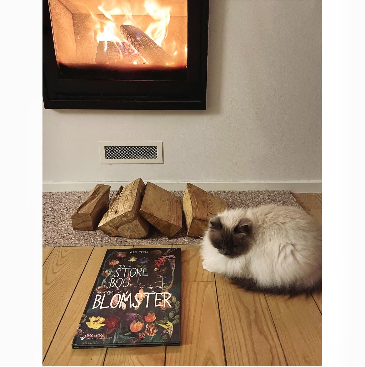 yuvalzommer's tweet photo. This is Luna who is looking forward to spring , with her favourite current book (Danish edition of ‘The Big Book of Blooms’) and her cat. She asked if I would post this. 😊
#kidsneednature #TheBigBookOfBlooms #waitingforspring https://t.co/PrKDktTcOY