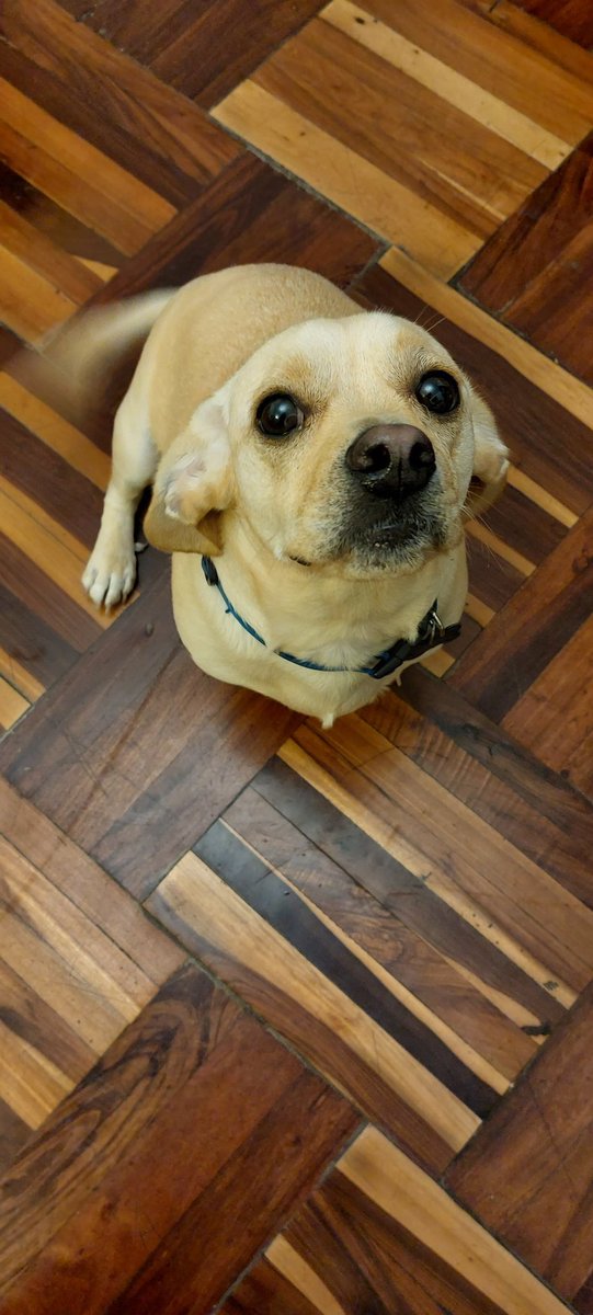 anne_cdlf's tweet photo. This Cutie just turned 2!!
#Kenobi #UniqueBreed https://t.co/YUY0hitjDa
