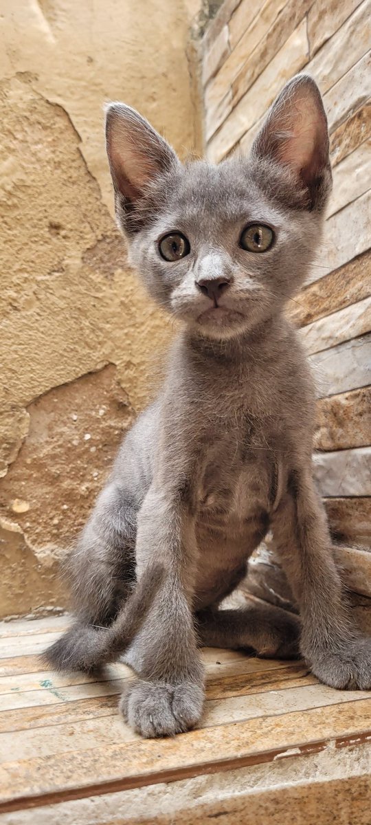 koalandeMichi's tweet photo. Hermanitas buscan hogar responsable RT 👇🏻🙏🏻🥺

Contacto: 0971 137 920 https://t.co/E1Lami86lD