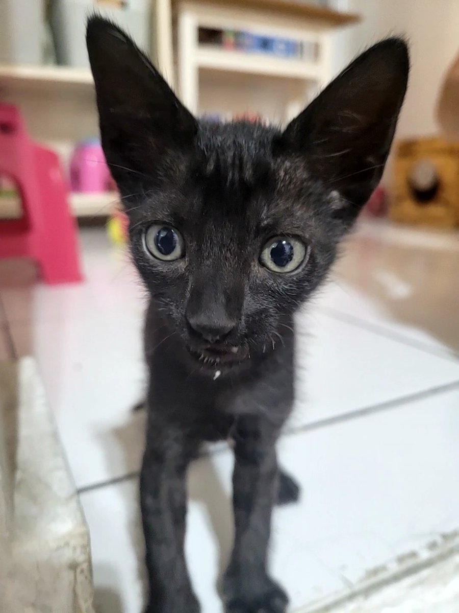 koalandeMichi's tweet photo. Hermanitas buscan hogar responsable RT 👇🏻🙏🏻🥺

Contacto: 0971 137 920 https://t.co/E1Lami86lD